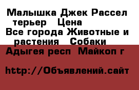 Малышка Джек Рассел терьер › Цена ­ 40 000 - Все города Животные и растения » Собаки   . Адыгея респ.,Майкоп г.
